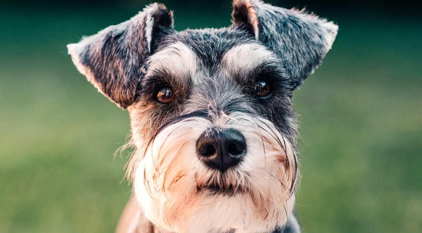 How A Devout Breeder-Bought Schnauzer Family Became A Rescue Family, And Why It Matters